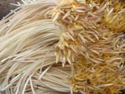 Sử Dụng Ngó Sen An Toàn Cho Đầu Bếp
